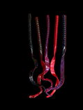 10" Ribbon Tail